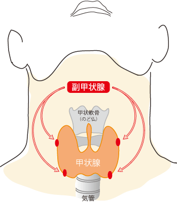 副甲状腺について | 南池袋パークサイドクリニック
