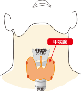 thyroid